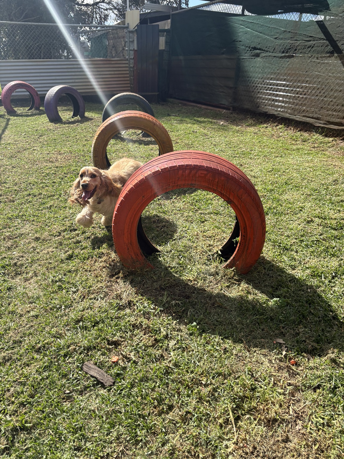 Boarding guest exploring the tyre enrichment yard