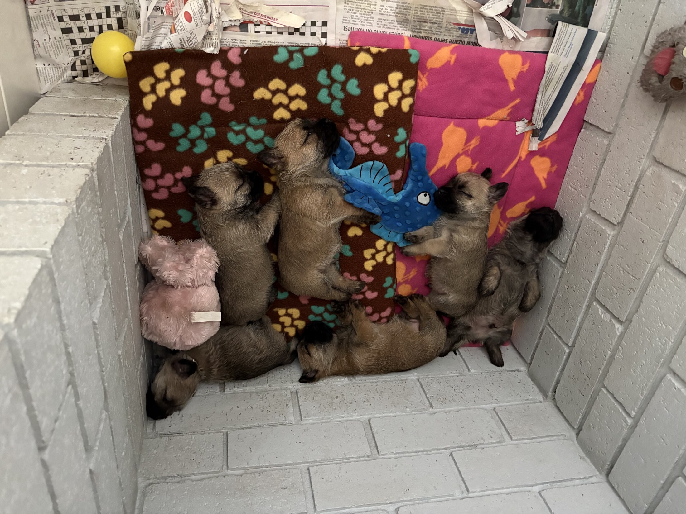 A Ffortuna Cairn Terrier litter sleeping together in their puppy pen